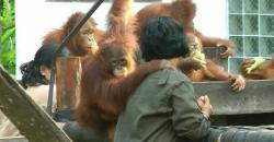 Puluhan Anak Orangutan Korban Konversi Hutan Jalani Rehabilitasi<