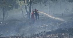 Kebakaran di Rohil Hanguskan 40 Hektare Lahan dan Hutan