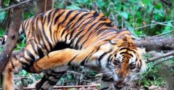 Serangan Harimau di Inhil Riau, Seorang Pekerja Asal Sambas Tewas