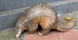 Tiga Pemuda di Aceh Jalani Sidang karena Menjual Sisik Tenggiling