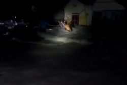 Evakuasi Korban Banjir di Lombok Timur Berlangsung Dramatis 
