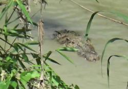 2 Warga di Maluku Tewas Diterkam Buaya saat Jala Ikan di Sungai