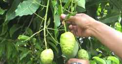 Pohon Mangga Berbuah Mengkudu Hebohkan Warga Probolinggo
