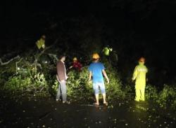 Pohon Beringin Raksasa Roboh Timpa Mobil dan Tiang Listrik