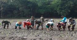 Menuju Swasembada Pangan, TNI Terjun ke Sawah di Kulonprogo