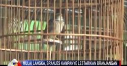 Pelihara Burung Branjangan Bisa Mendatangkan Hoki