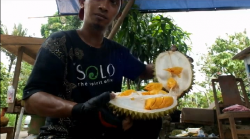 Menjajal Durian Kencana Rukmi Khas Patuk Gunungkidul yang Super Lezat