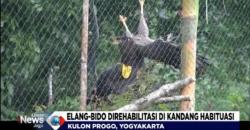 Elang Ular Bido dan Alap-alap Dilepasliarkan ke Alam 