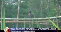 BKSDA Yogyakarta Lepasliarkan Elang Brontok di Hutan Tahura
