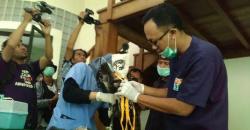 4 Tahun Direhabilitasi, Elang Brontok yang Langka Siap Dilepasliarkan