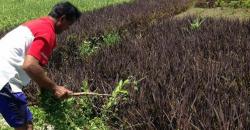 Marak Budidaya Padi Hitam, Dirjen Tanaman Pangan: Jangan Dikembangkan