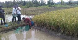 Petani Klegen Kulonprogo Sukses Kembangkan Sistem Mina Padi