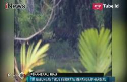 Terkam Warga, Tim Gabungan di Pekanbaru Buru Harimau Bonita