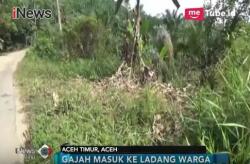 Pemkab Aceh Timur Segera Realisasikan Parit Gajah