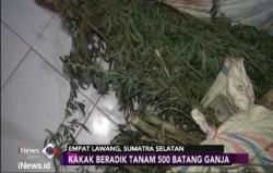 Polisi dan BNN Temukan 500 Pohon GanjaÂ 