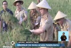 Seremoni Panen Raya, Anies Buktikan Tanah Jakarta SuburÂ 
