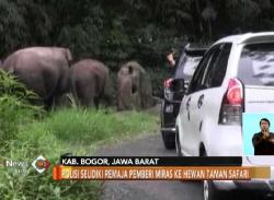 Polisi Cari Pelaku Pemberi Minuman Keras Hewan di Taman SafariÂ 