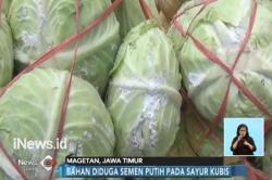 Sayuran Kubis Berlapis Semen Putih Hebohkan Warga Magetan