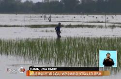 Akibat Banjir, Petani di Tuban Gagal Panen