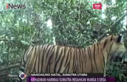 Harimau Masuk Perkebunan, Petani di 5 Desa Tak Berani Berladang