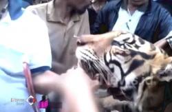 Resahkan Warga, Petugas Temukan Bangkai Harimau