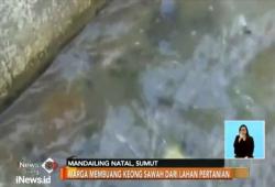 Dianjurkan Dimakan, Warga Mandailing Natal Anggap Keong Sawah Hama