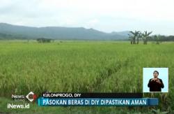 Di Tengah Krisis, DIY Alami Surplus Beras hingga 250 Ton