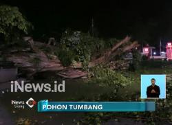 Pohon Beringin Raksasa di Banyumas Tumbang