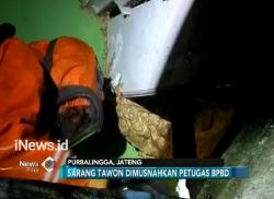 Resahkan Warga, Sarang Tawon Super Jumbo Dievakuasi BPBD Purbalingga