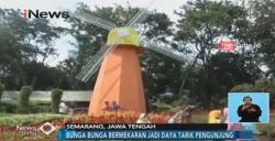 Indahnya Hamparan Aneka Jenis Bunga di Taman Bunga Celosia
