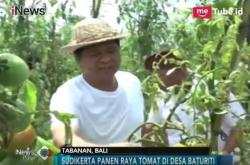 Cawagub Bali I Ketut Sudikerta Panen Raya Tomat Jumbo