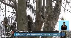 Selamatkan Kera Liar, Relawan Masuki Zona Merah Gunung Agung