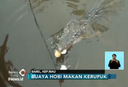  Buaya Ganas Pemakan Kerupuk Hebohkan Warga
