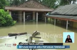 Banjir di Lampung Timur Lumpuhkan Ekonomi Warga