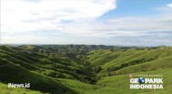 Hamparan Savana Hijau Tanah Sumba di Bukit Warinding