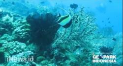 Lava Flow, Terumbu Karang Eksotis di Laut Banda