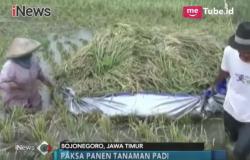 Bengawan Solo Rendam 1.500 Ha Sawah, Padi Petani Membusuk