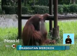 Pengunjung Beri Rokok ke Orang Utan Viral di Medsos