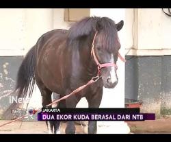 Hindari Dugaan Gratifikasi, 2 Kuda asal Sumba Jokowi Jadi Milik Negara