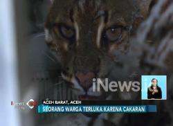 Masuk Rumah, Kucing Emas Asia Cakar Wajah Warga