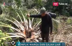 Diserang Gajah Liar, Aceh dan LSM Belanda Turun Tangan