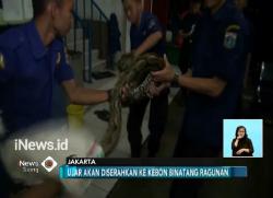 Ular Sanca 4 Meter di Jakut Masuk ke Rumah Makan Padang