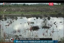 Bangun Perkebunan Sawit di Hutan Mangrove, Kepiting Bakau Hilang