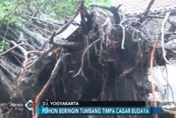 Pohon Beringin Berusia Ratusan Tahun Timpa Cagar Budaya