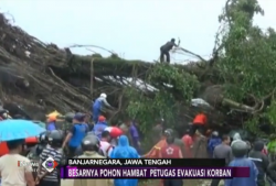 VIDEO: Diterjang Puting Beliung, Pohon Beringin Tewaskan 1 Orang