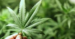 Pemuda di AS Beranggapan, Ganja Lebih Sehat dari Alkohol 