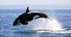 Fakta Ikan Paus Pembunuh Bisa Bicara