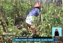Jelang Ramadan, Harga Tomat dan Bawang Merah di Daerah Merangkak Naik
