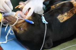 Begini Penampakan Beruang Madu saat Jalani Pemeriksaan Gigi