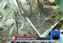 Serangan Ribuan Ulat Bulu Resahkan Warga Kendal